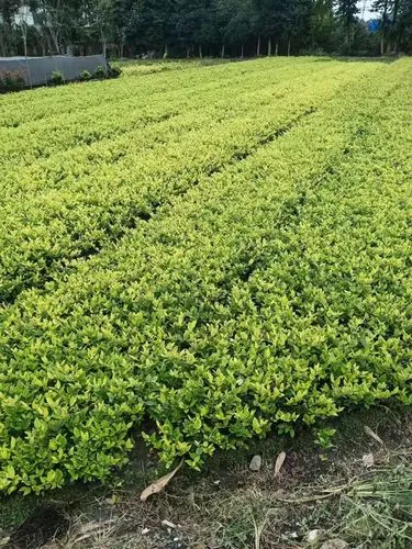 米乐：乒乓球台多长多宽的